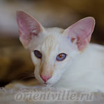 Пиноккио, 6 мес