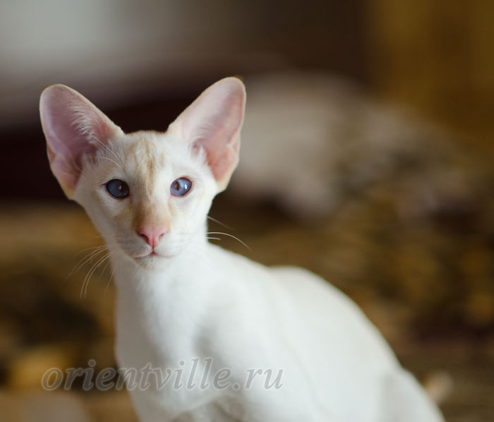 Пиноккио, 6 мес