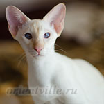 Пиноккио, 6 мес