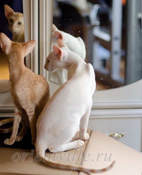 Пиноккио, 6 мес