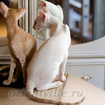 Пиноккио, 6 мес