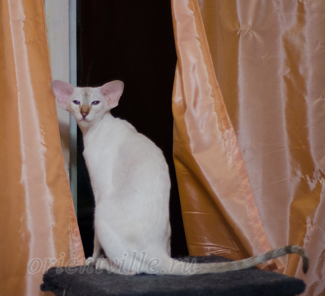 Покахонтас, 8 мес