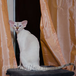 Покахонтас, 8 мес