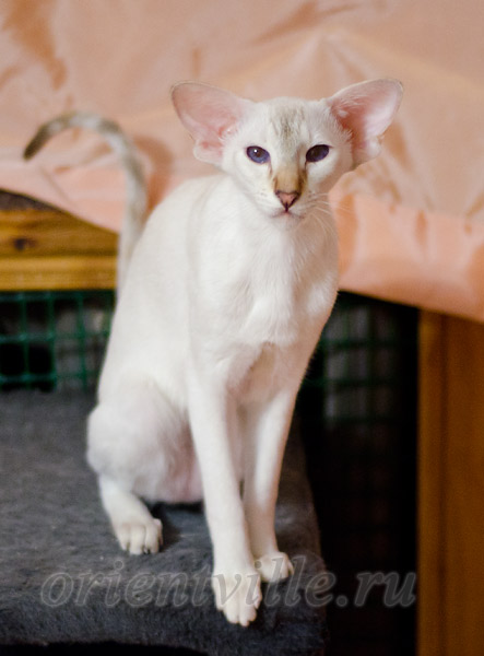 Покахонтас, 8 мес