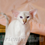 Покахонтас, 8 мес