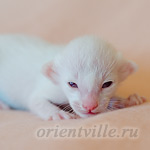 Пиноккио, 5 дней