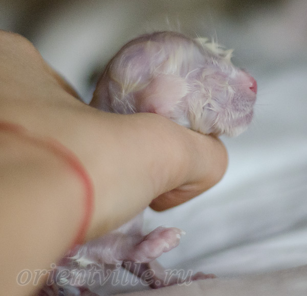 Новорожденный котенок