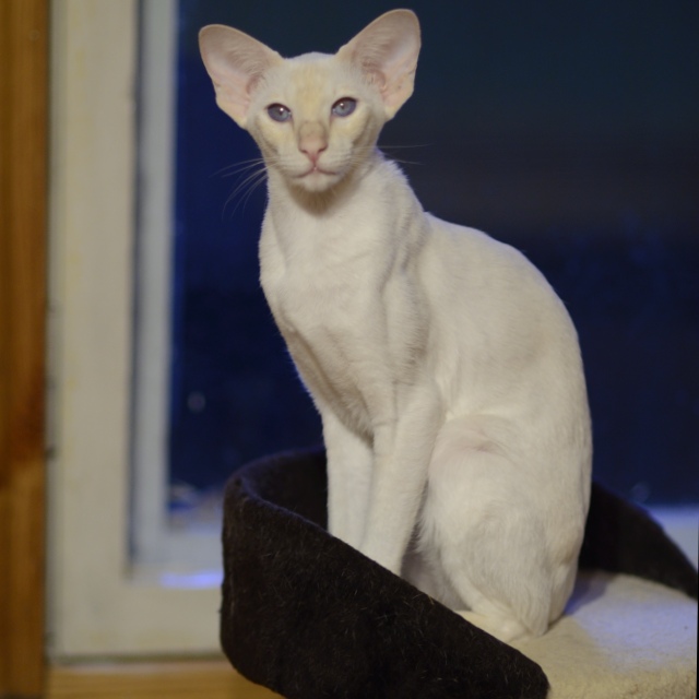 Сиамская кошка. 1 год