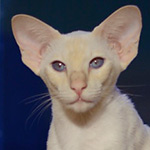 Сиамская кошка. 1 год