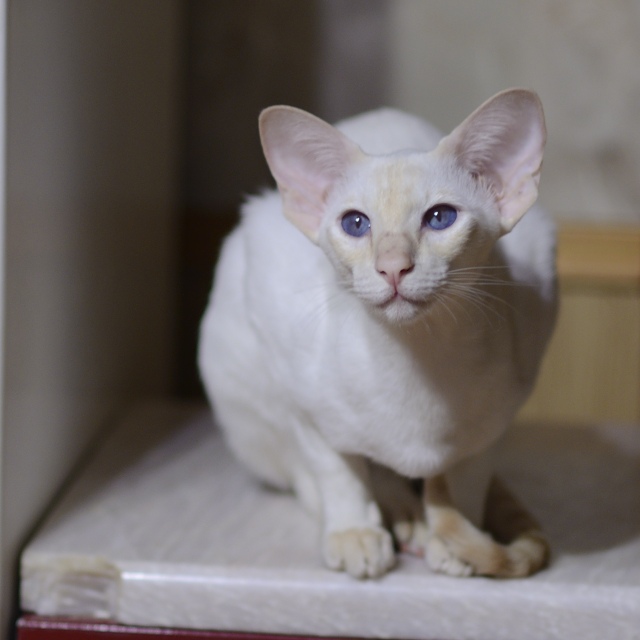 Сиамская кошка. 1 год