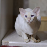 Сиамская кошка. 1 год