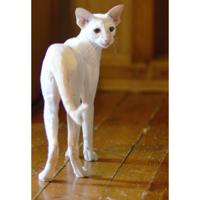 Сиамская кошка. 1 год