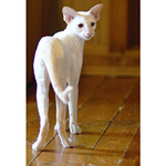 Сиамская кошка. 1 год