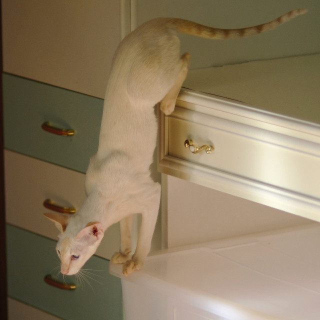 Сиамская кошка. 1 год