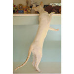 Сиамская кошка. 1 год