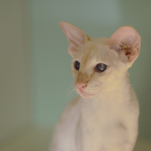 Сиамская кошка. 1 год