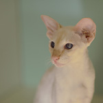 Сиамская кошка. 1 год