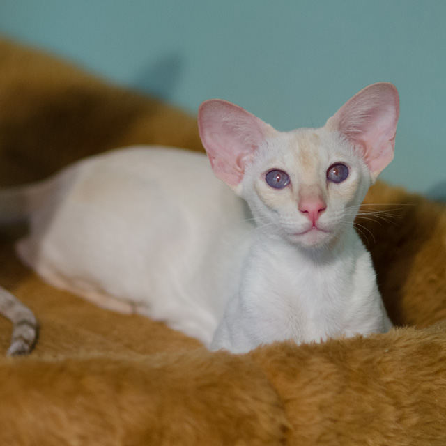 Сиамская кошка. 1 год