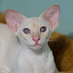 Сиамская кошка. 1 год