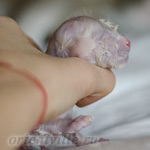 Новорожденный котенок