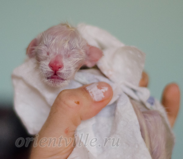 Новорожденный котенок