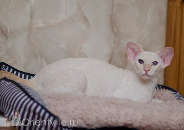 Сиамская кошка. 1 год