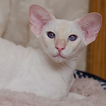 Сиамская кошка. 1 год