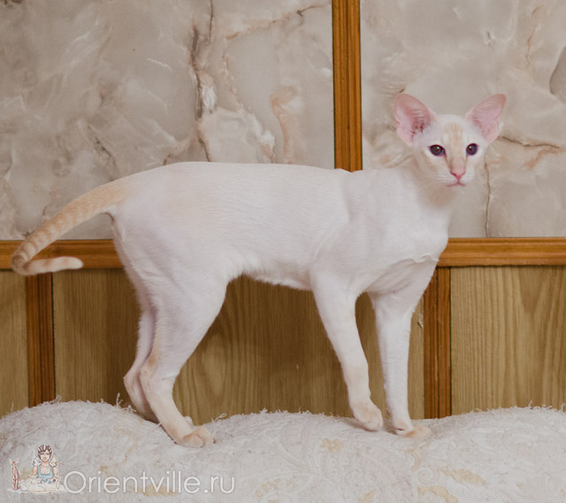 Сиамская кошка. 1 год