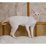 Сиамская кошка. 1 год