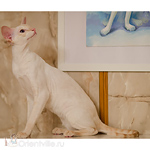 Сиамская кошка. 1 год