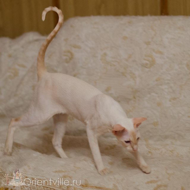 Сиамская кошка. 1 год