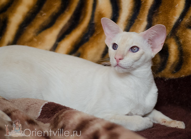 Сиамская кошка. 2.5 года