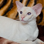 Orientville's Queen Lilian (SIA e)