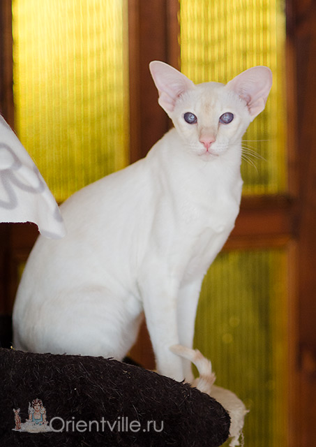 Сиамская кошка. 2.5 года