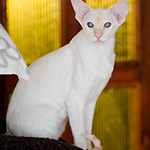 Сиамская кошка. 2.5 года