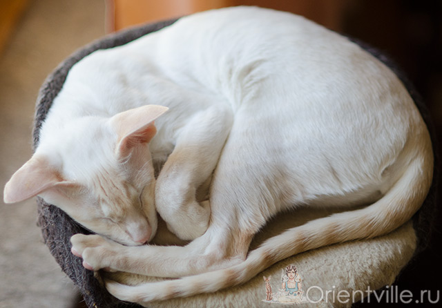 Сиамская кошка. 2.5 года