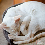 Сиамская кошка. 2.5 года