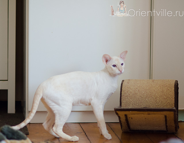 Сиамская кошка. 2.5 года
