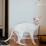 Сиамская кошка. 2.5 года