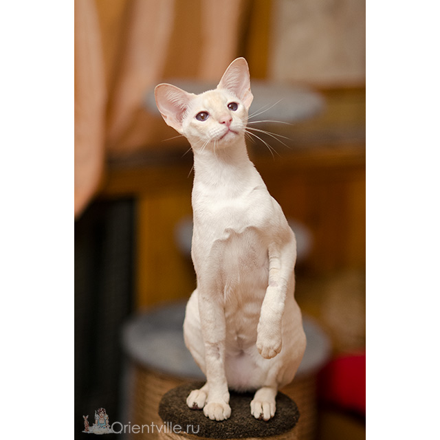 Сиамская кошка. 2.5 года