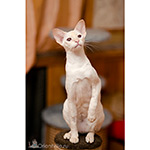 Сиамская кошка. 2.5 года