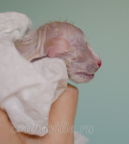 Новорожденный котенок