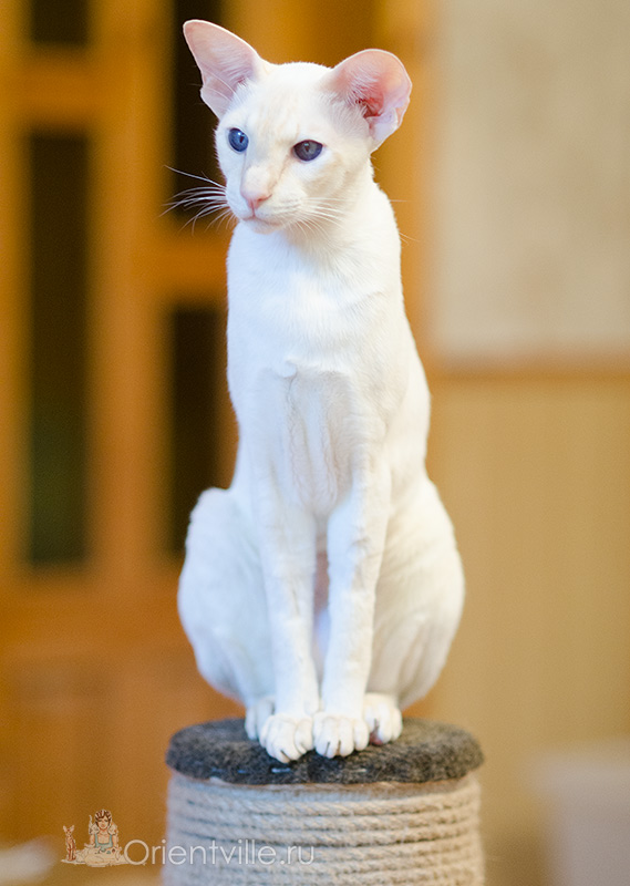 Сиамская кошка. 2.5 года