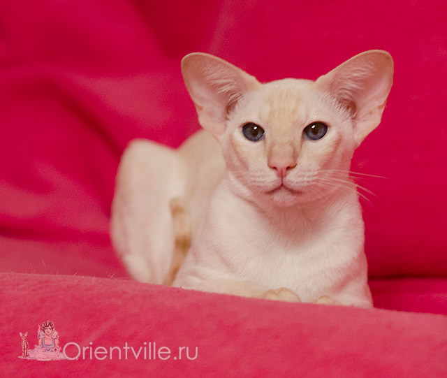 Сиамская кошка. 2.5 года