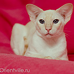 Сиамская кошка. 2.5 года