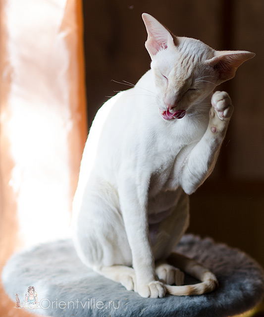 Сиамская кошка. 2.5 года