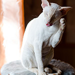 Сиамская кошка. 2.5 года