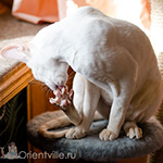 Сиамская кошка. 2.5 года