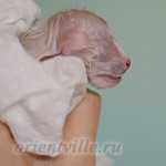 Новорожденный котенок