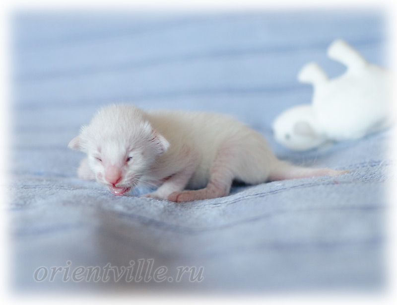 Сиамский котенок. 5 дней